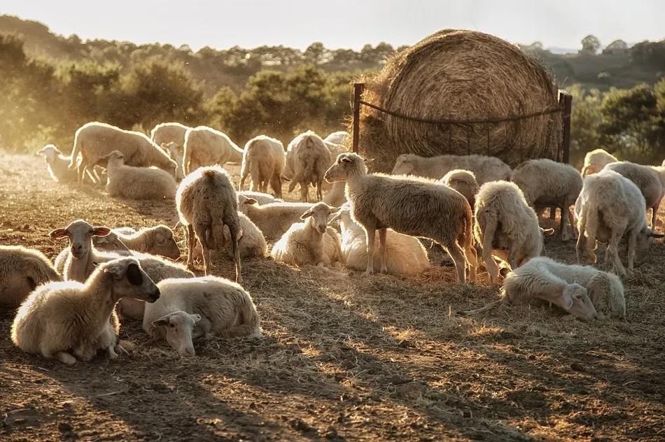 Pe lângă pesta porcină africană, ne amenință și pesta rumegătoarelor mici