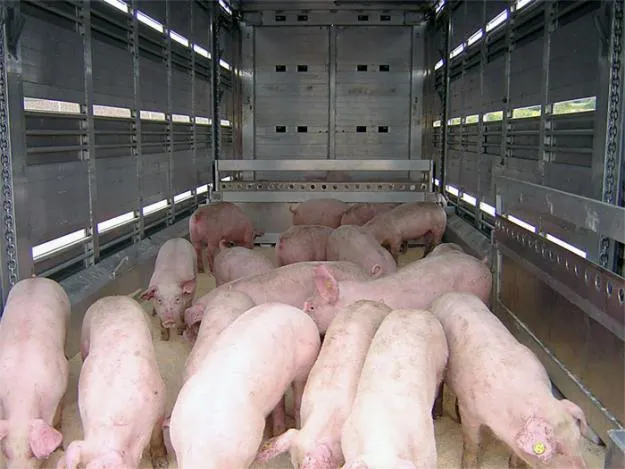 Covăsnean prins în județul Prahova transportând ilegal porci