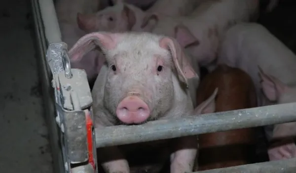 Transport ilegal de porci depistat pe raza județului Covasna. Autoritățile au luat măsuri pentru prevenirea răspândirii pestei porcine