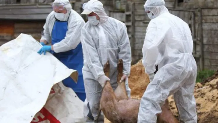 Noi cazuri de pestă porcină confirmate la Sfântu Gheorghe. DSV Covasna a trecut la uciderea porcilor din cartierul Őrkő