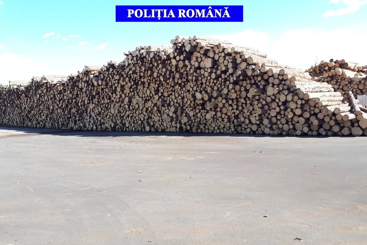 Acţiune de amploare în Covasna în domeniul silvic. Amenzi de peste 100.000 de lei şi aproape 1.000 mc de lemn confiscat