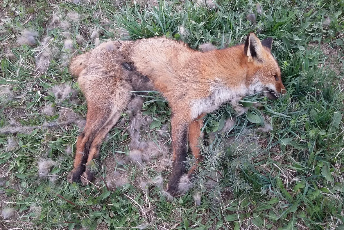Cadavre de animale aruncate la marginea drumului, în apropiere de Sfântu Gheorghe