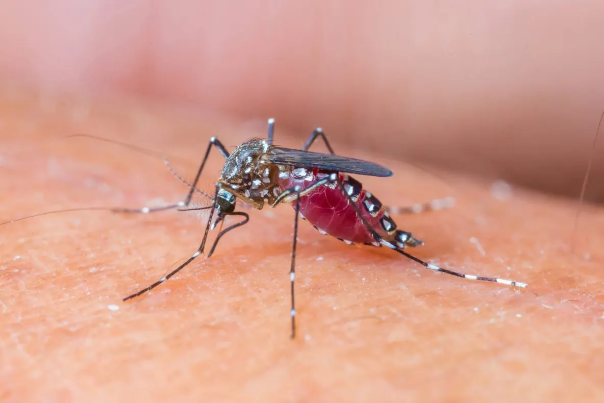 Un român a murit infectat cu West Nile. Situația în județul Covasna