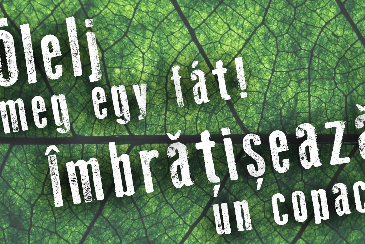 Îmbrăţişează un copac! O nouă acţiune a ecologiştilor pentru protejarea pădurii  Honvéd
