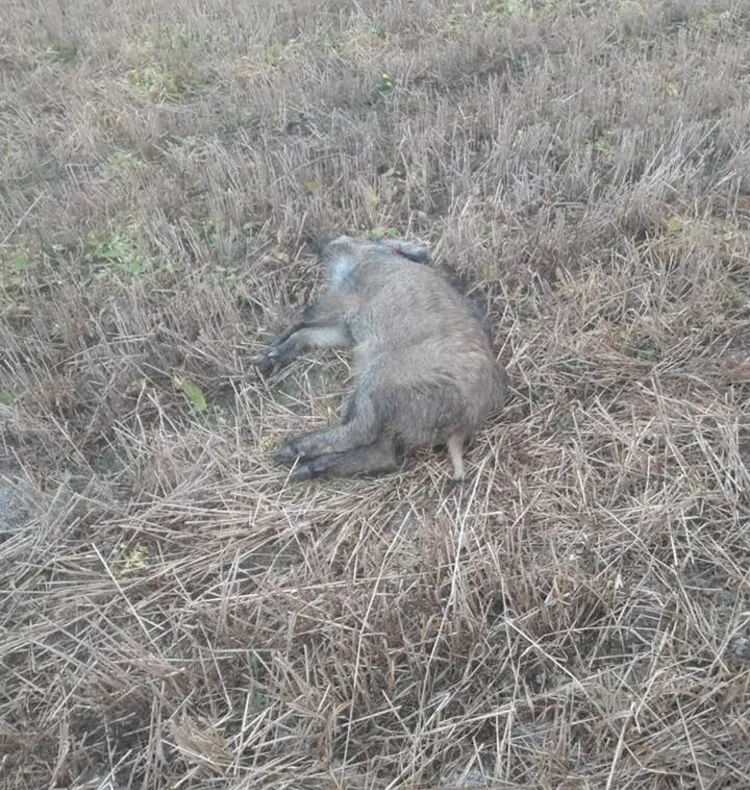 Pesta porcină se extinde în judeţul Covasna. Încă un mistreţ găsit mort