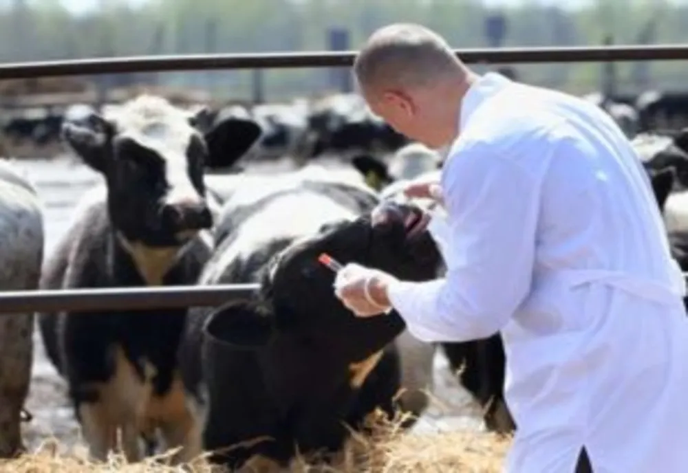 Au inceput inspecțiile medicilor veterinari în fermele covăsnene