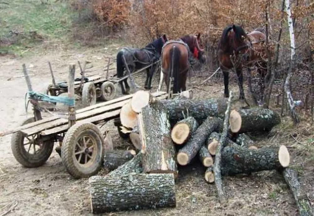 3 bărbaţi prinşi, la distanţă de o oră, la furat de lemn dintr-o pădure din judeţul Covasna