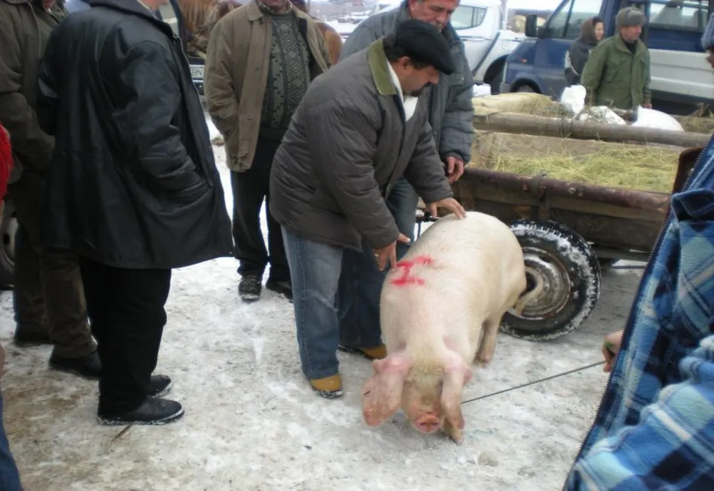 Gospodarii trebuie să primească aprobare de la medicul veterinar înainte de sacrificarea porcilor 