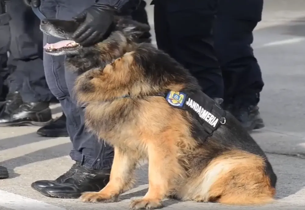 Pabal, câinele-jandarm al judeţului Covasna, a ieșit la pensie