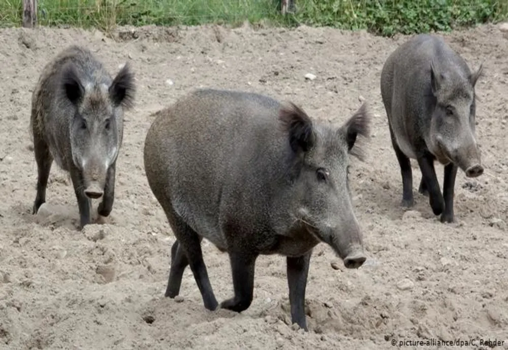 Noi focare de pestă porcină şi trichineloză în judeţul Covasna