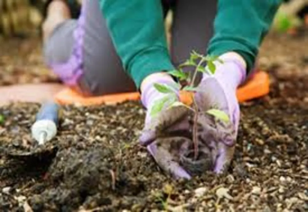 APIA primește cereri de sprijin pentru schema de ajutor de stat „Servicii de silvomediu, servicii climatice și conservarea pădurilor”
