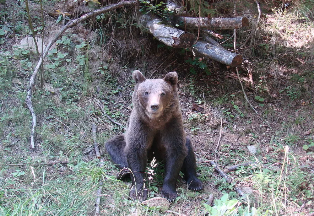 Urs observat la baza pârtiei de schi din Covasna. Localnicii, avertizați prin RO-ALERT