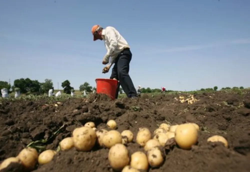 Covasna: Producţia de cartofi este mai mică decât anul trecut. Preţul, aproape dublu