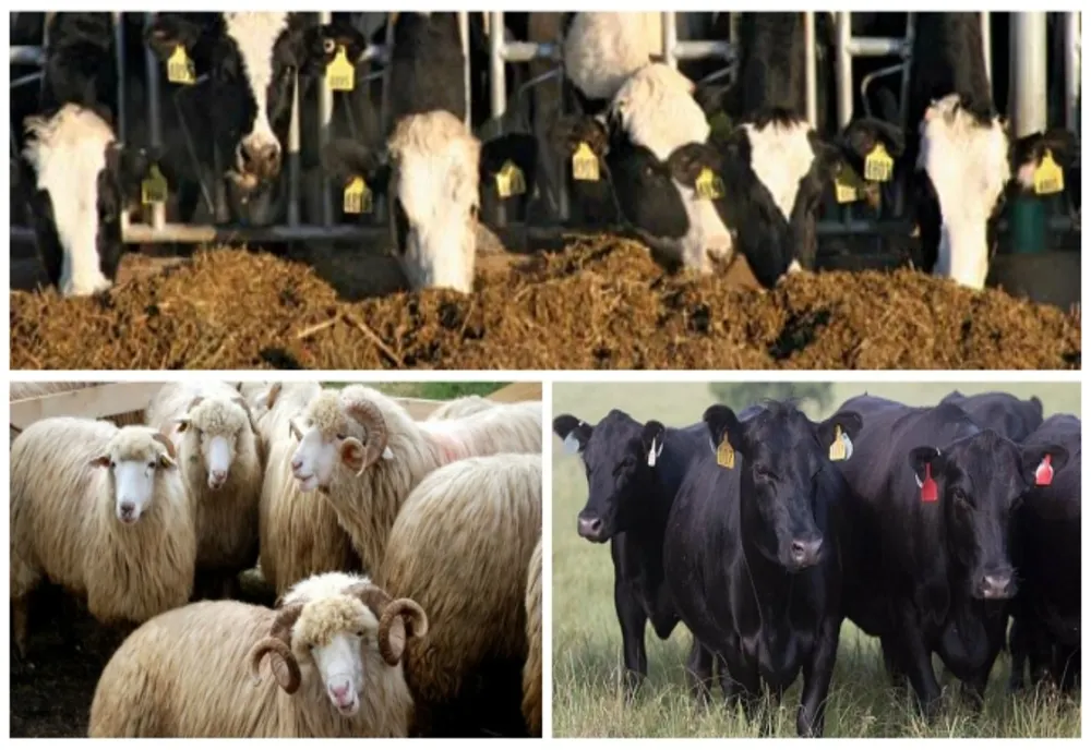 Peste 200 de exploatații de animale din județ verificate de DSVSA Covasna