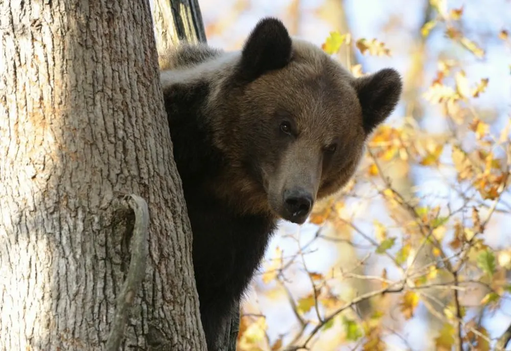 Conservation Carpathia va monitoriza GPS 5 urși, pentru înțelegerea comportamentul și prevenirea conflictelor (VIDEO)