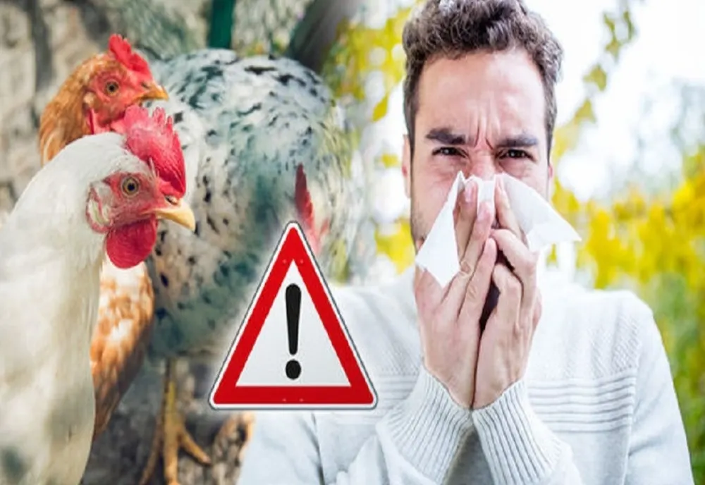 DSVSA Covasna, recomandări pentru prevenirea apariției focarelor de gripă aviară în județ
