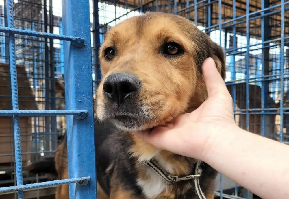 Protecția Animalelor din cadrul IPJ Covasna: „Peste 90% dintre infracțiunile comise în județ se referă la tăierea cozilor și urechilor”