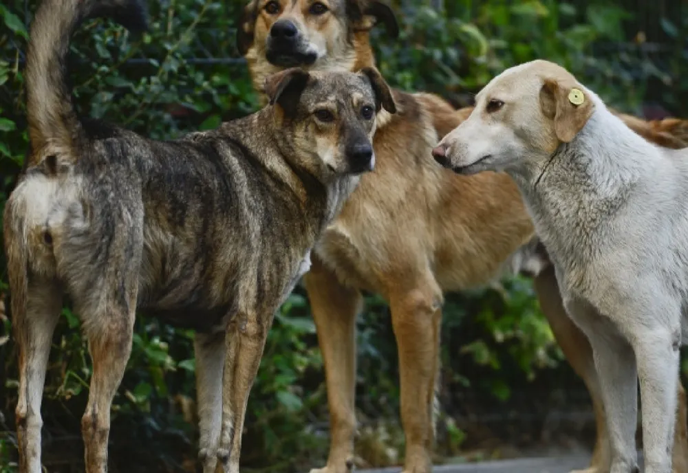 Proprietarii de câini din județul Covasna vor fi vizitați de medicii veterinari și polițiștii de la Protecția Animalelor