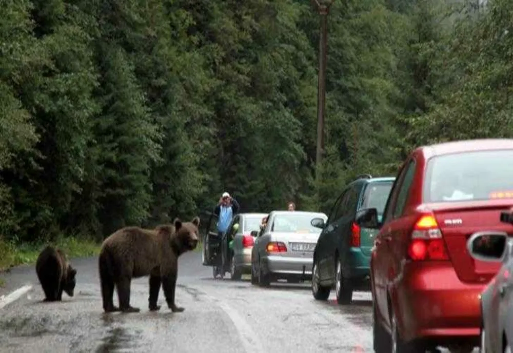 Noi reguli de mediu. Urșii care pătrund în localități pot fi împușcați pe loc. Amenzi usturătoare pentru cei care îi hrănesc
