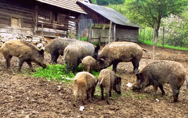 DSVSA Covasna: Intensificăm controalele pentru prevenirea răspândirii pestei porcine