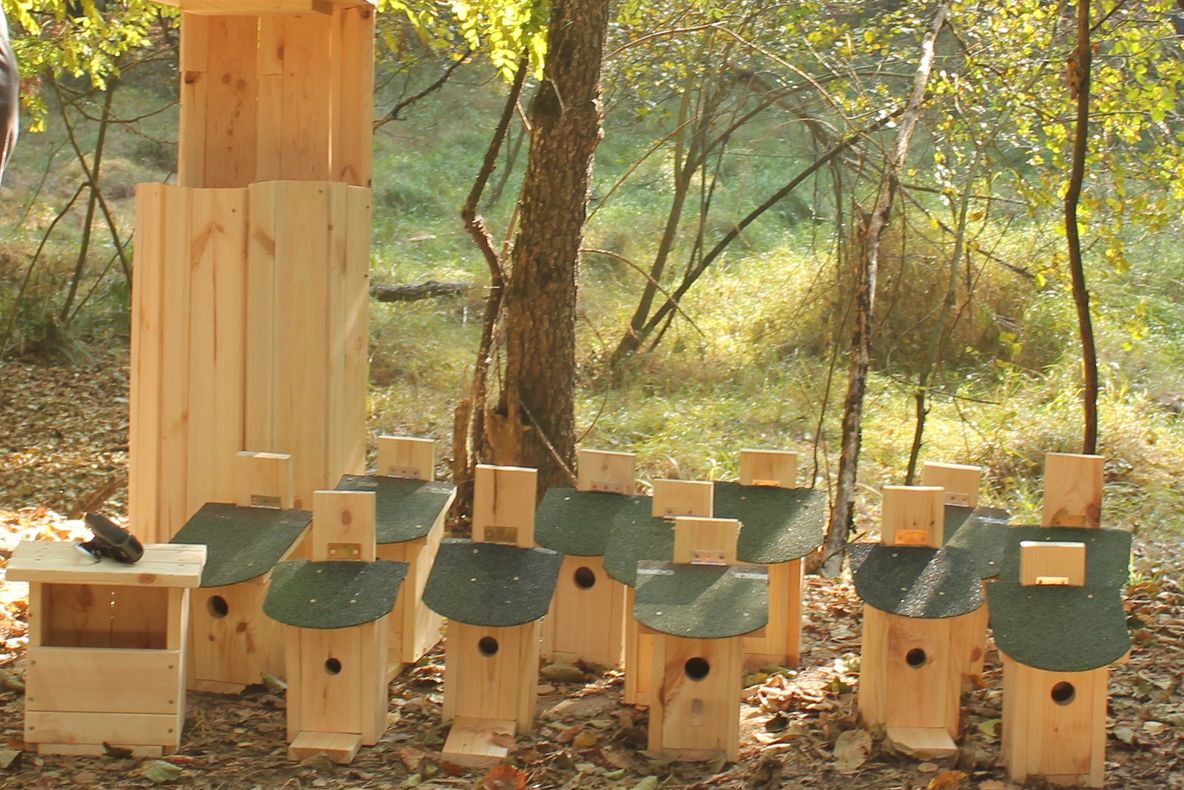 Cuiburi noi pentru păsările din Mestecănișul de la Reci, „cadou” în Săptămâna Ariilor Protejate