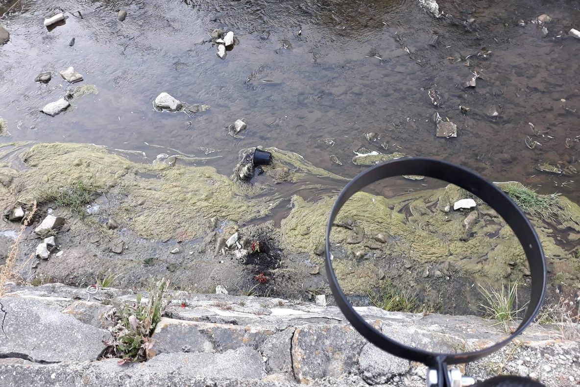 La Covasna „ucigașii de flori” au dat din nou lovitura