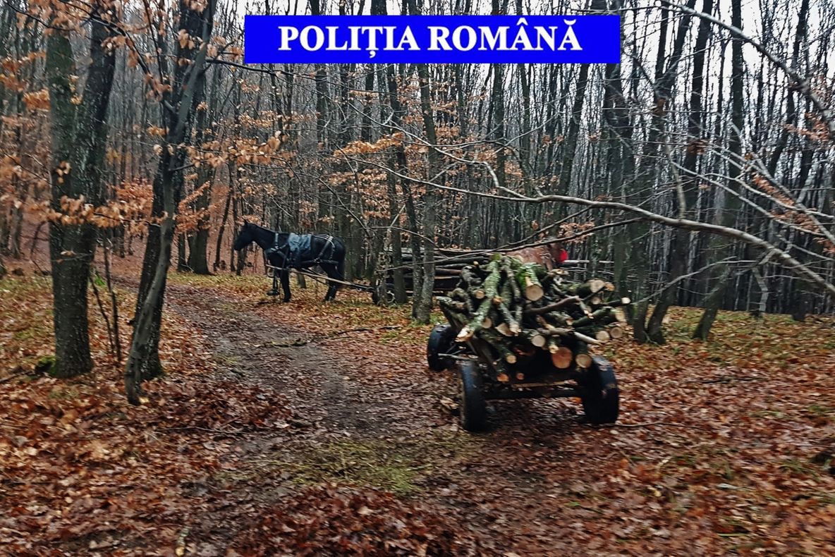Aproape 7 mc lemn tăiat ilegal, confiscat de poliţiştii întorsureni