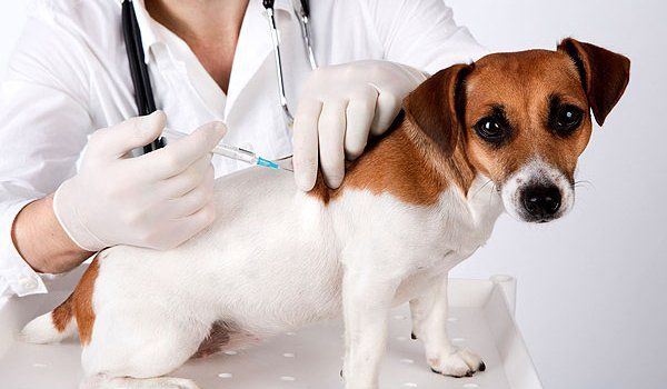 În județul Covasna a început campania de vaccinare antirabică a câinilor și pisicilor