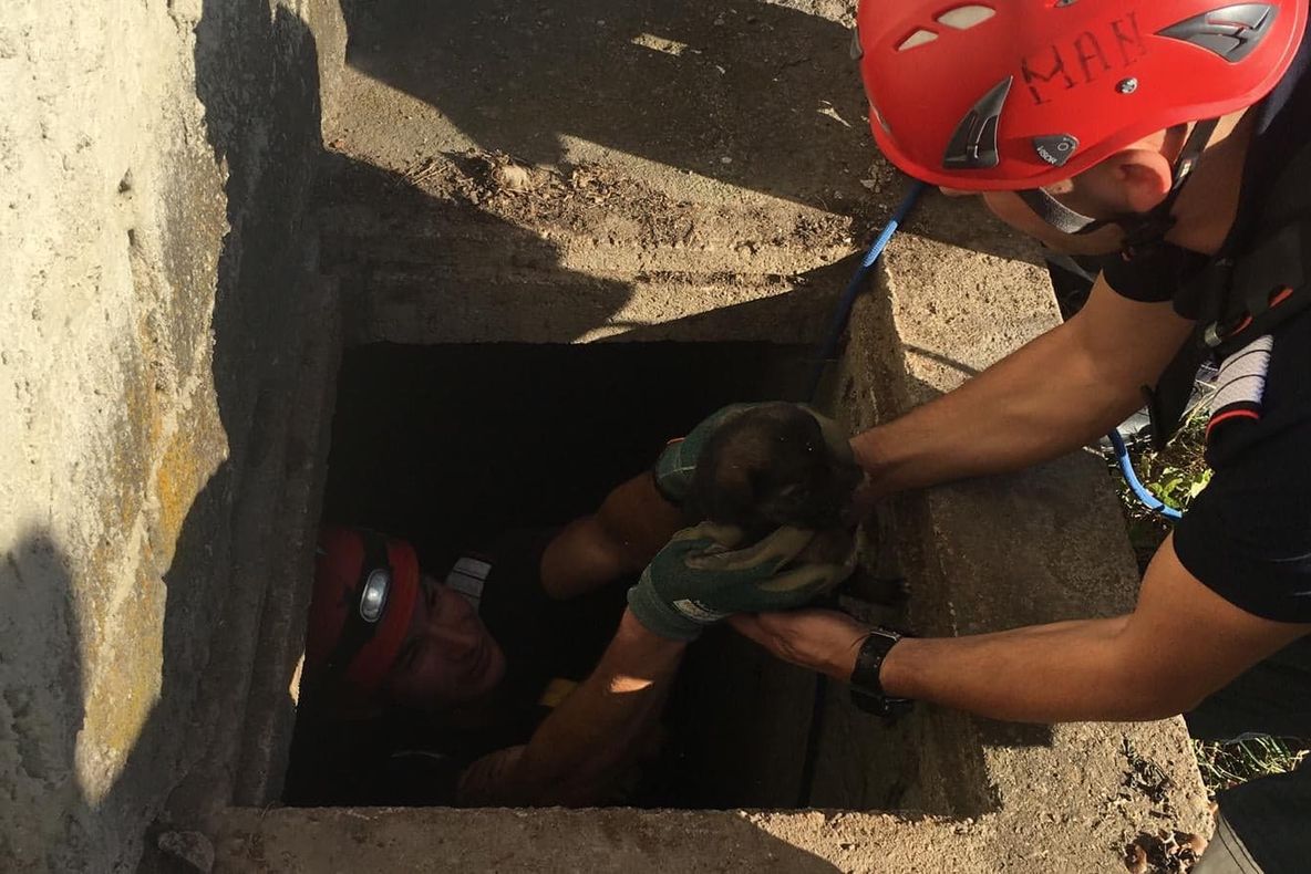 3 pui de câine salvaţi de pompierii covăsneni dintr-o fosă septică