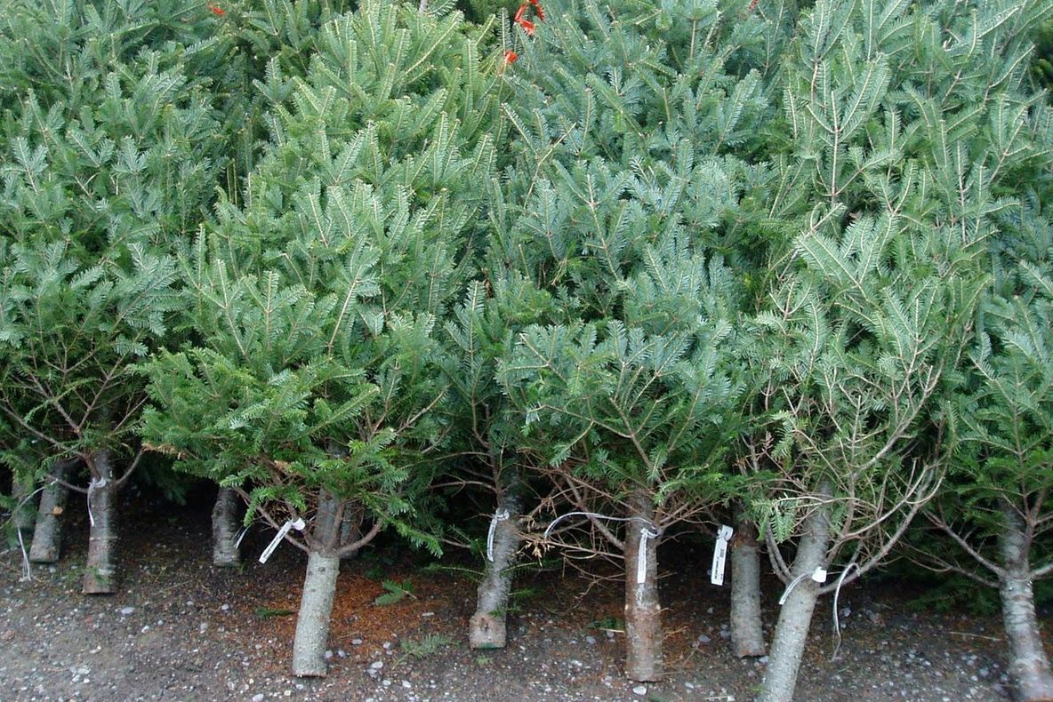 Sancţiuni în valoare de 9.000 de lei aplicate de poliţiştii covăsneni în ultimele două zile