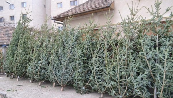 250 de brazi de Crăciun, pregătiți pentru valorificare de Direcția Silvică Covasna