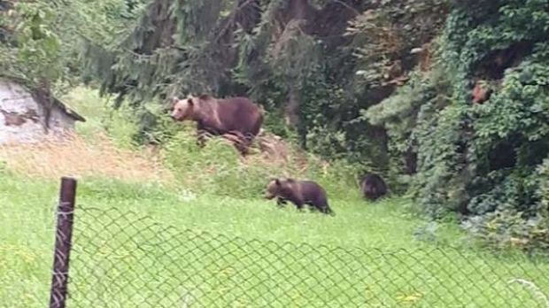 Atenţionare a Jandarmeriei: ursoaică şi doi pui, văzuţi în zona Şugaş Băi