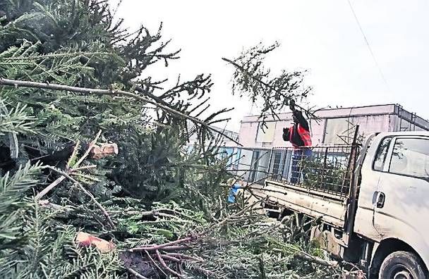 Ce se întâmplă cu brazii de Crăciun după trecerea sărbătorilor?