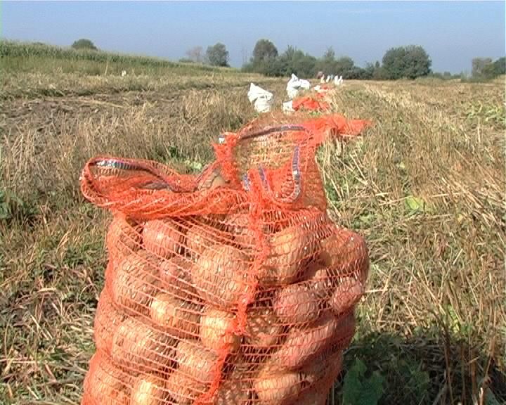 Agricultorii covăsneni mulțumiți de culturile din 2018