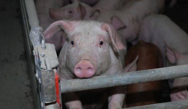 Transport ilegal de porci depistat pe raza județului Covasna. Autoritățile au luat măsuri pentru prevenirea răspândirii pestei porcine