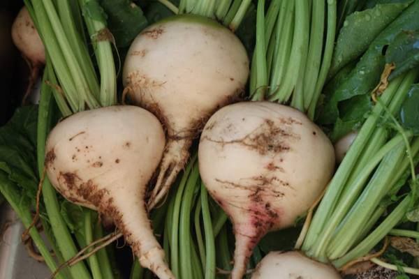 Culturile de sfeclă de zahăr din județul Covasna, afectate de secetă și indundații