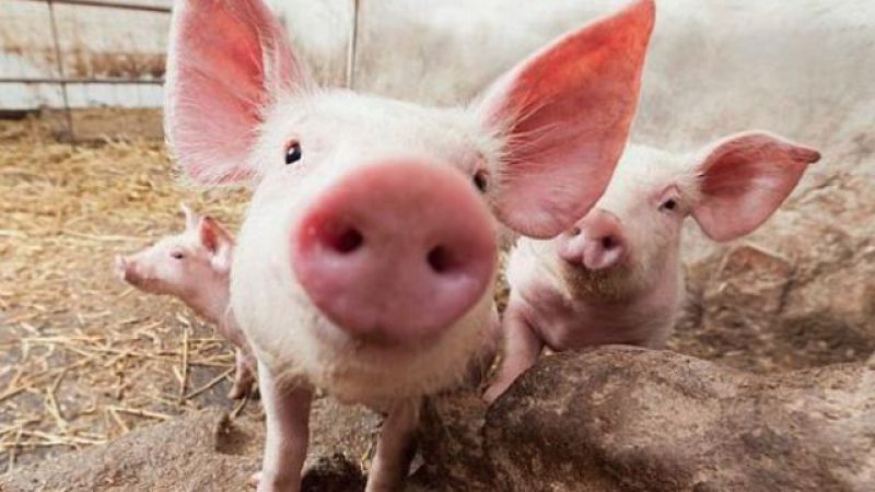Pesta porcină se extinde! Peste 200 de exploatații de porci vor fi controlate în judeţul Covasna