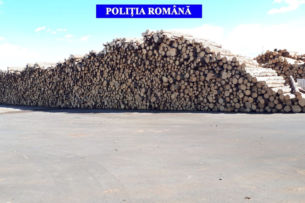 Acţiune de amploare în Covasna în domeniul silvic. Amenzi de peste 100.000 de lei şi aproape 1.000 mc de lemn confiscat