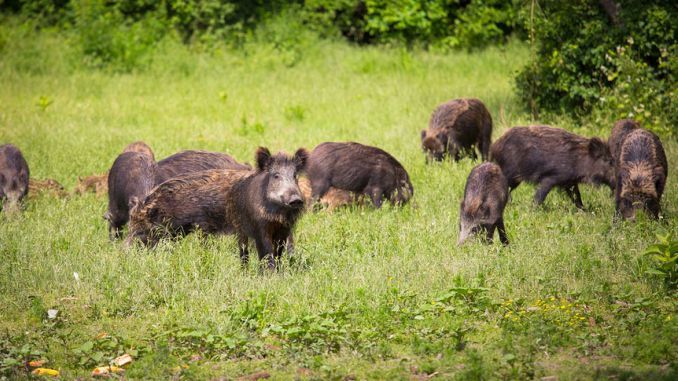 Focare de pestă porcină la mistreţii din zona Baraolt!