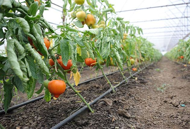 Fermierii covăsneni, așteptați să se înscrie la programul de sprijin pentru tomate