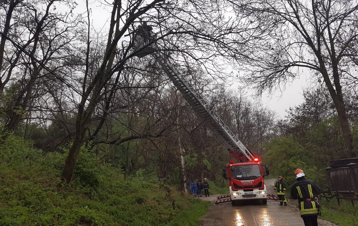 Copac căzut pe rețeaua electrică la Ilieni