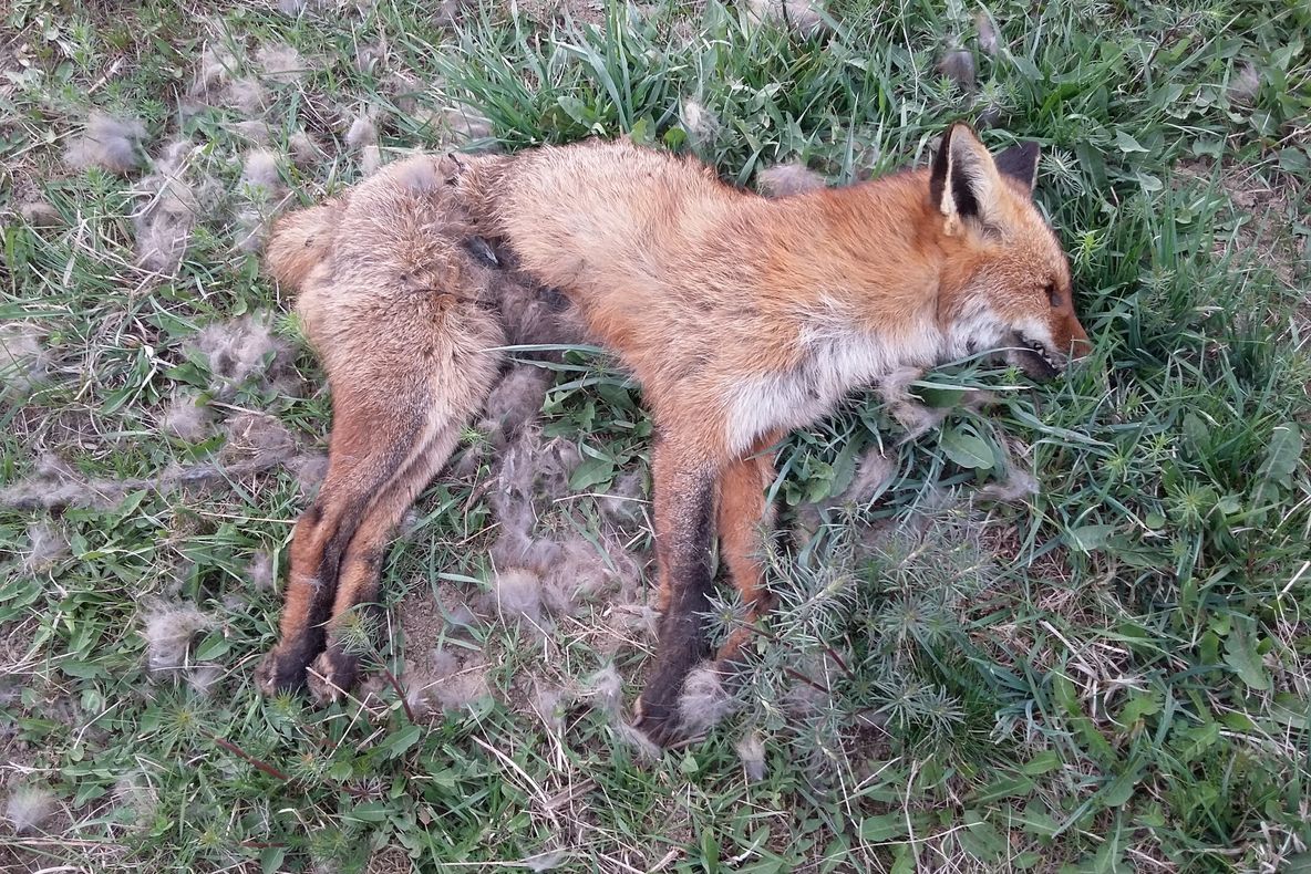 Cadavre de animale aruncate la marginea drumului, în apropiere de Sfântu Gheorghe