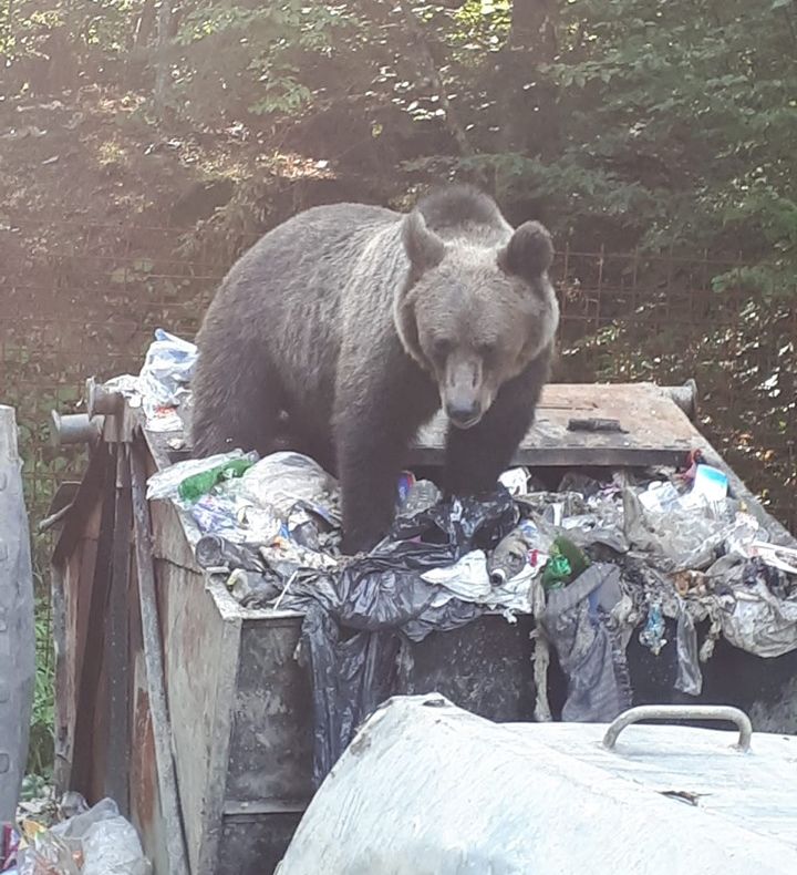 12 intervenţii ale jandarmilor pentru îndepărtarea urșilor din Balvanyos