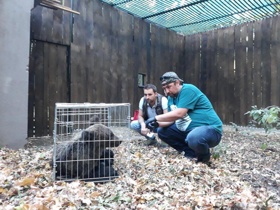 Puiul de urs lovit de tren la Bixad a fost eliberat