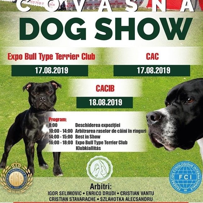 Cei mai frumoși câini din România, la Covasna Dog Show