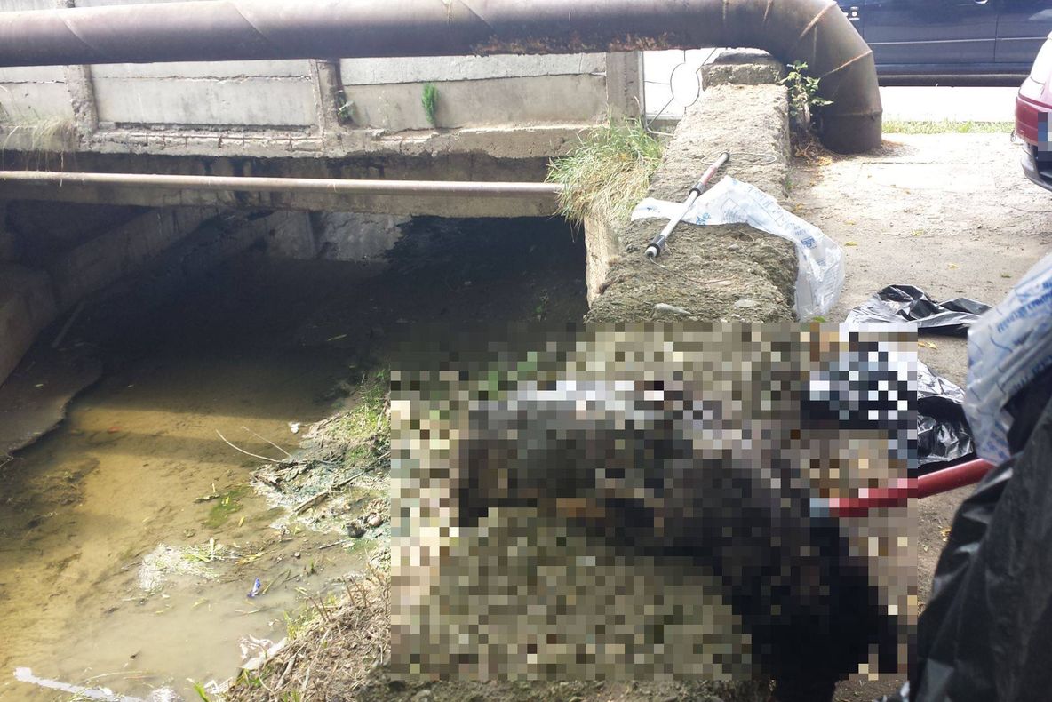 Câine mort, aruncat în Debren într-un sac. TEGA: „Vă rugăm, așa NU!”