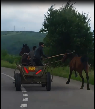 Bărbații filmați când băteau un cal cu furca pe un drum din județul Covasna, identificați de polițiști