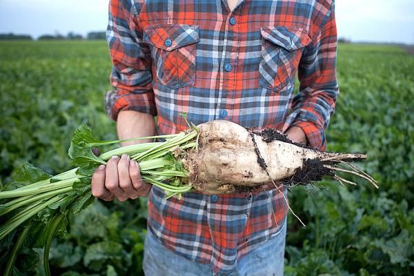 Culturile de sfeclă de zahăr din județul Covasna, cu aproape 1.000 ha mai mici