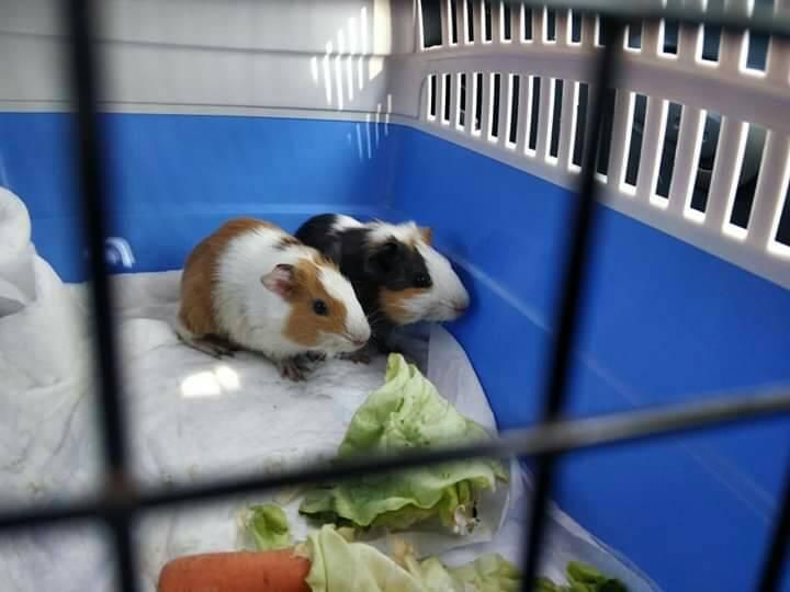 Ce mai aruncă locuitorii din Sfântu Gheorghe la gunoi ...