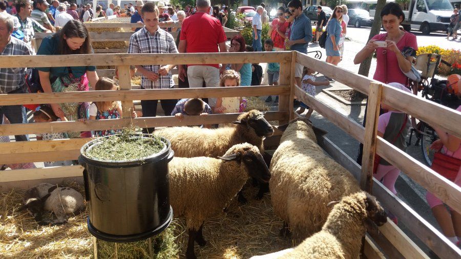 În weekend are loc „Agrofest” – festivalul fermierilor covăsneni